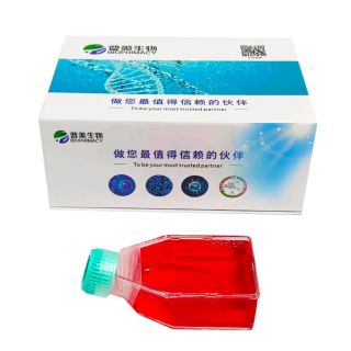 E0771 小鼠髓樣乳腺癌細胞